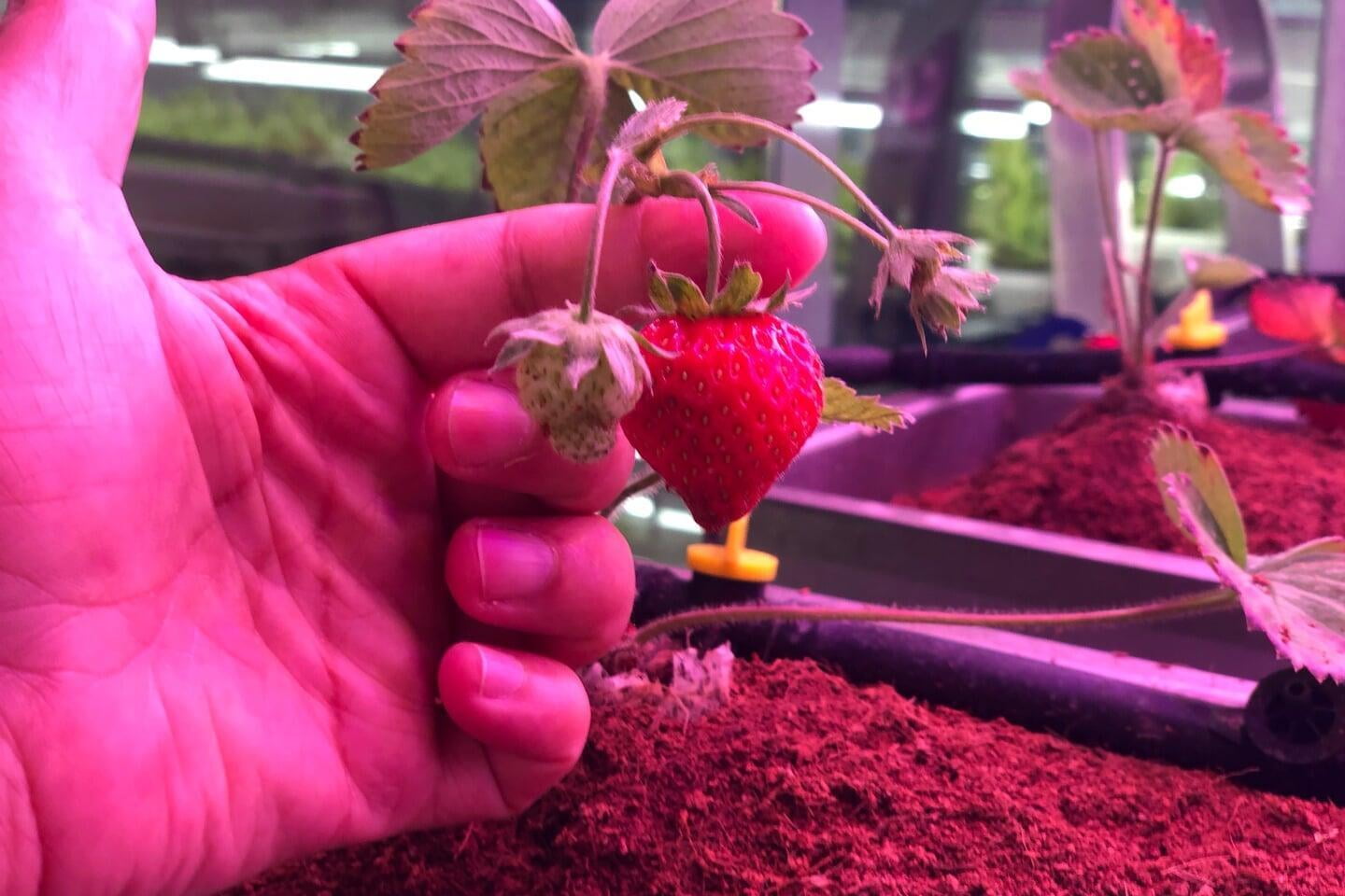 How to grow Strawberry in your Home Garden